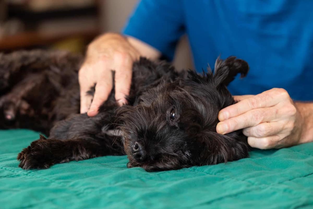Here’s how Animal Communication + Energy Healing helps pets heal