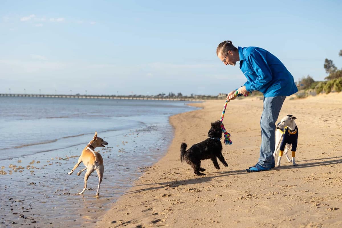 Setting Your Dogs Free From The ‘Alpha Trap’