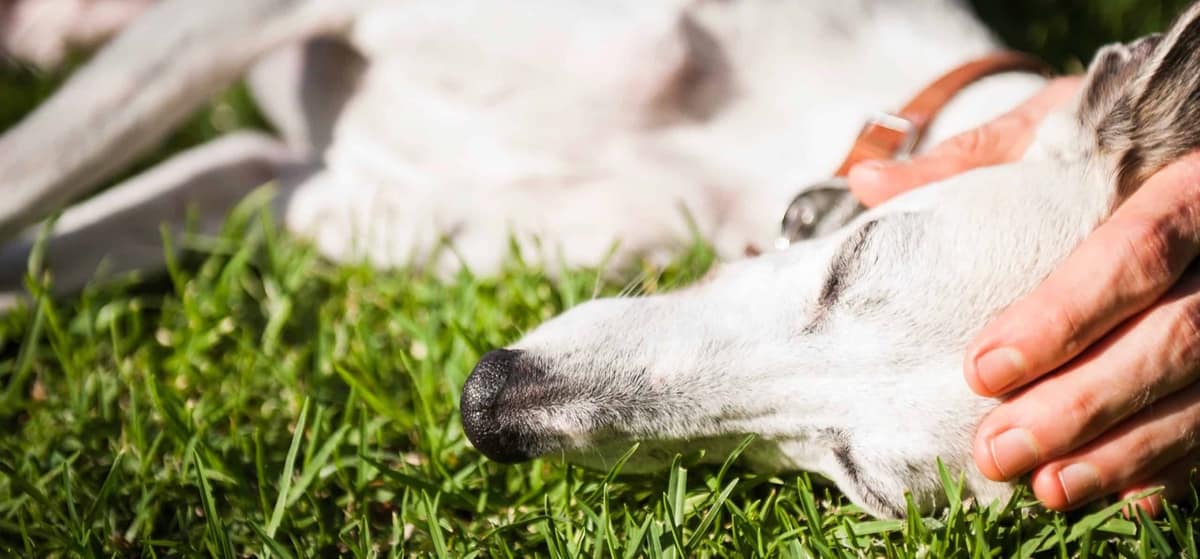 CO-REGULATION- 1 way you and your pets can save each other!