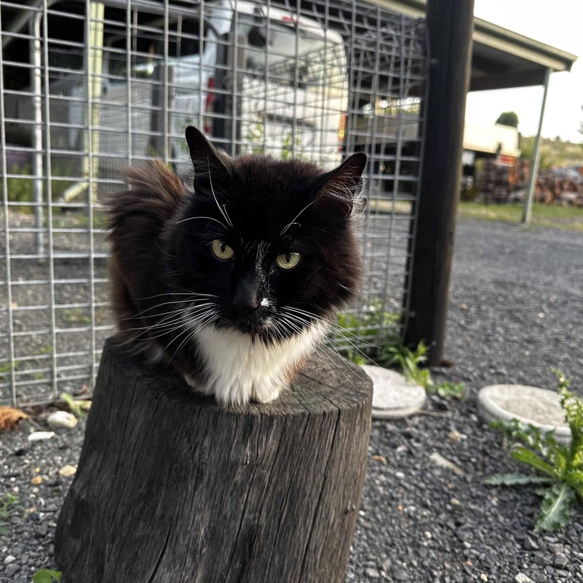 How to help your pets #17 – Boundaries and Safety