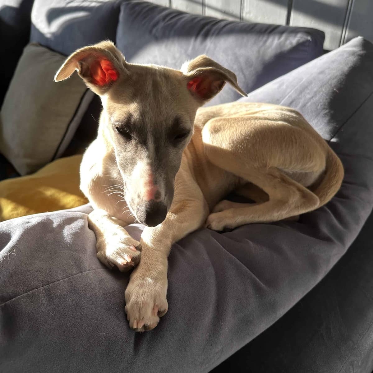 How to help your pets #19 – Patience and Kindness