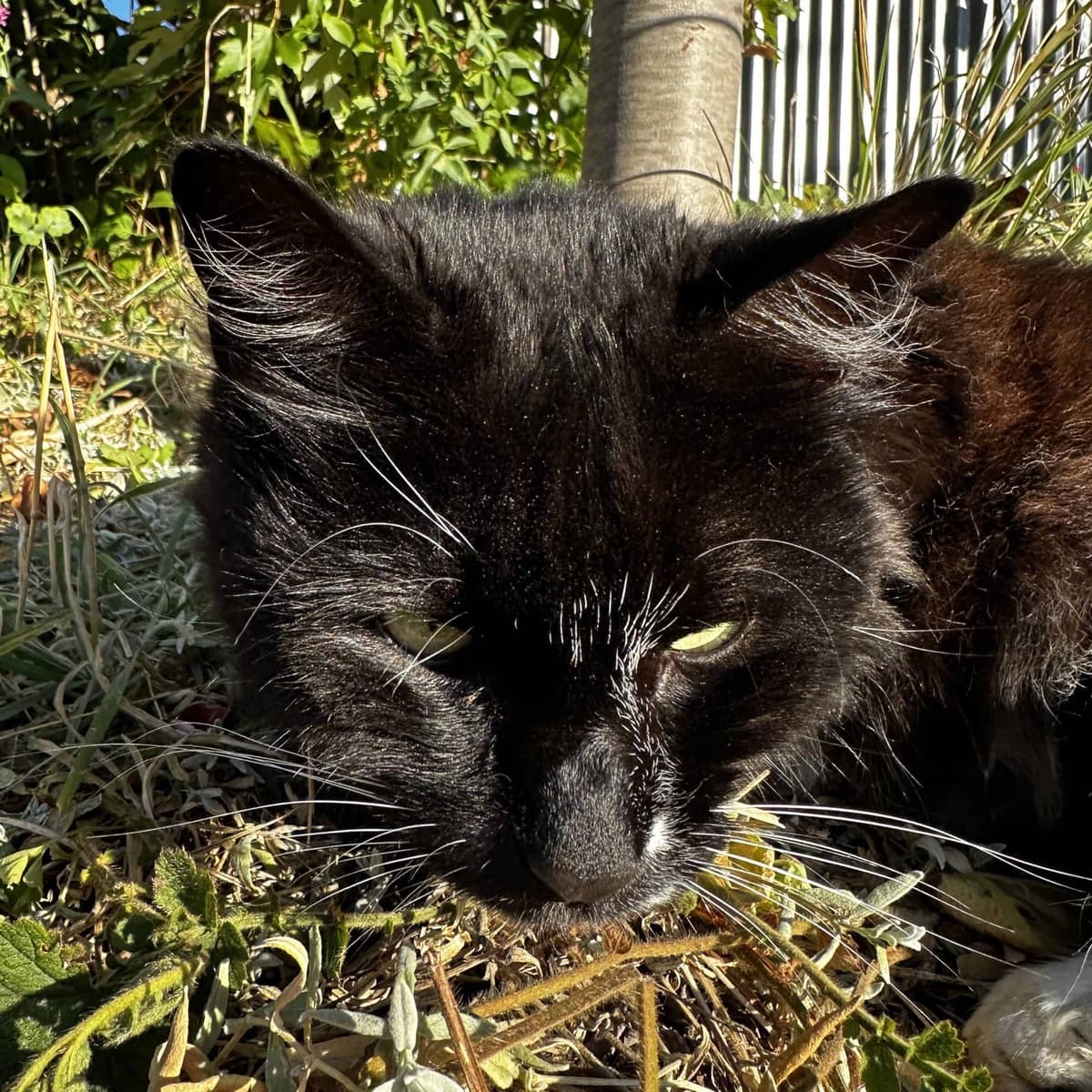 How to help your pets #23 – Expansion and Contraction