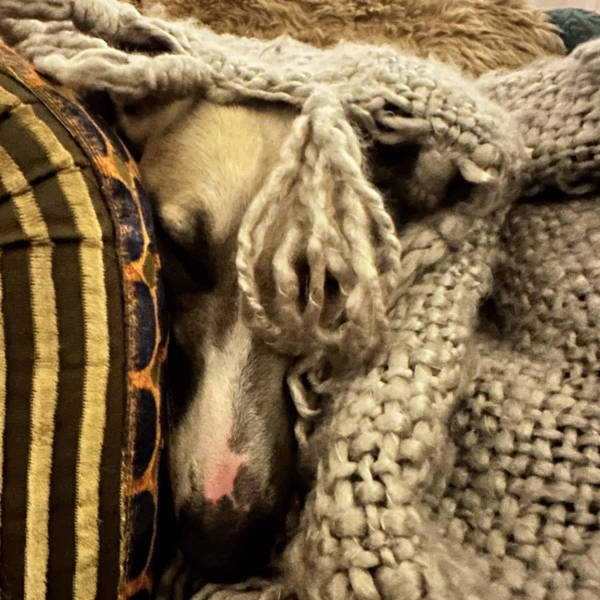 Soul Purpose With Your Pets: True Magic!