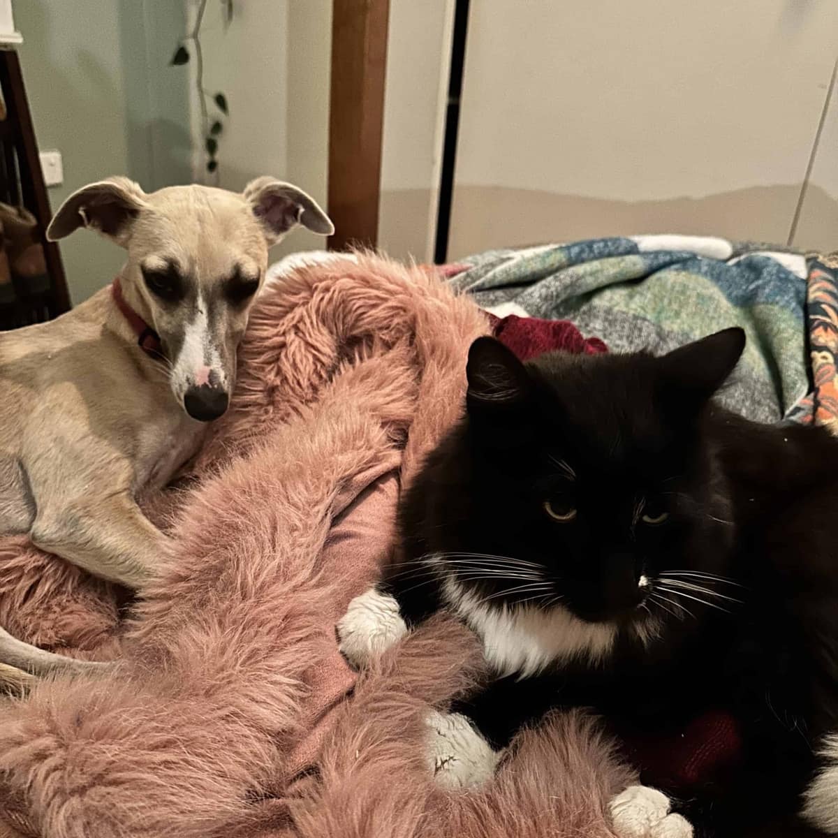 Gentle Curiosity – a path to ongoing growth and healing for you and your pets!