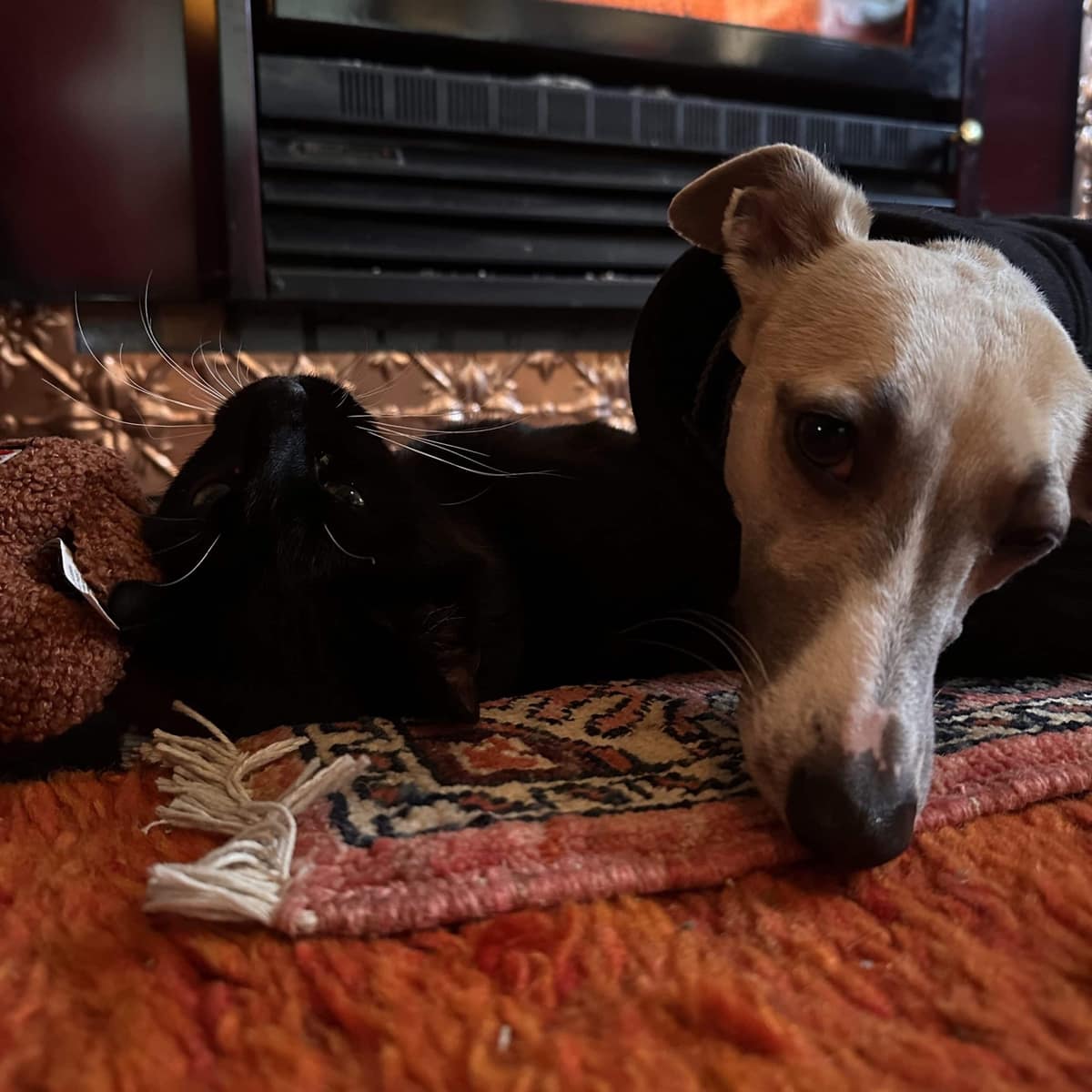 Harmonious Healing – smooth, non-dramatic, graceful healing for pets and people
