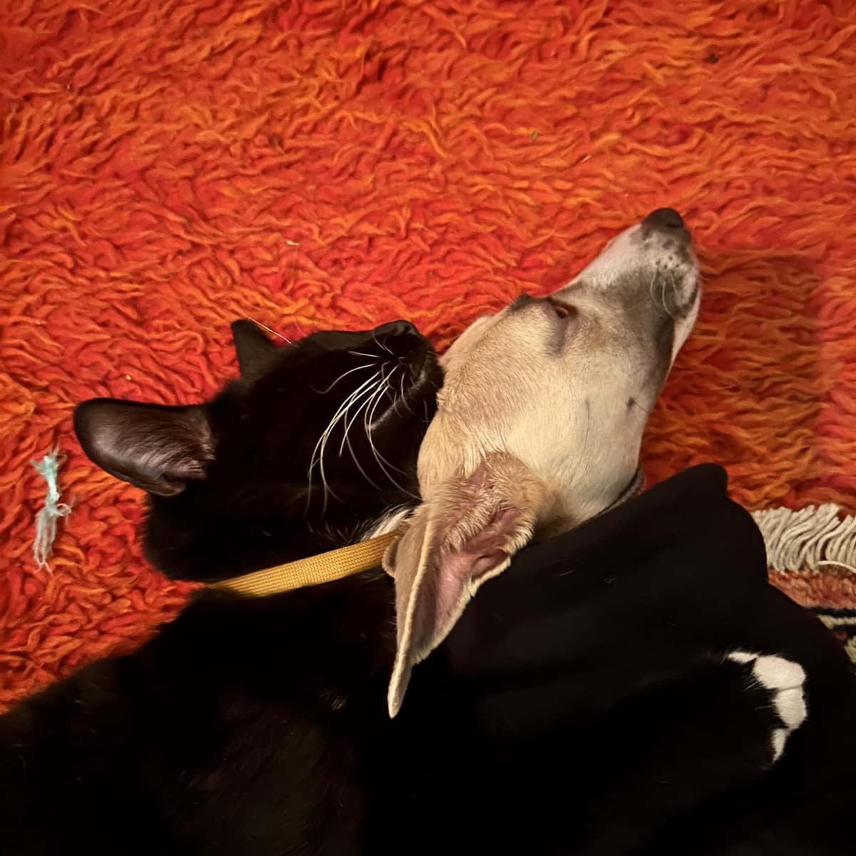 LISTENING DEEPLY – healthy happy pets