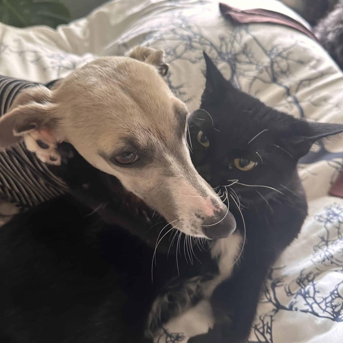 Embracing This Life: A pathway to healing for your pets, and for you