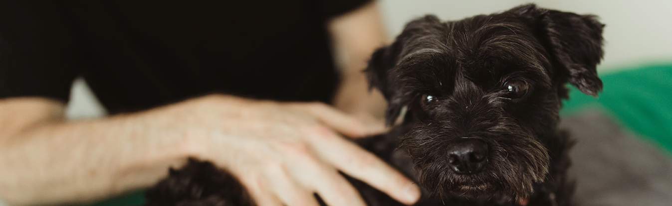 Empathy Can Heal Your Pet