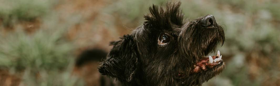 Silent Pain Causes Pet Aggression and Reactivity