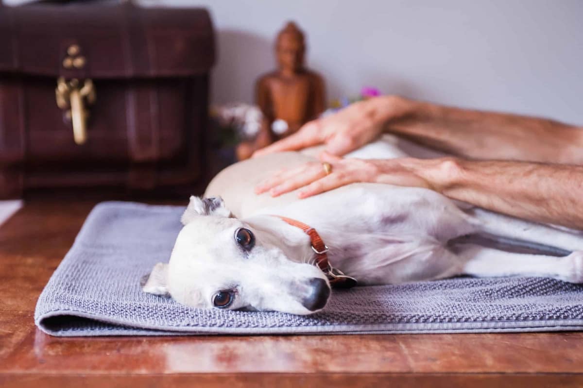 Help Your Pets With Energy Healing