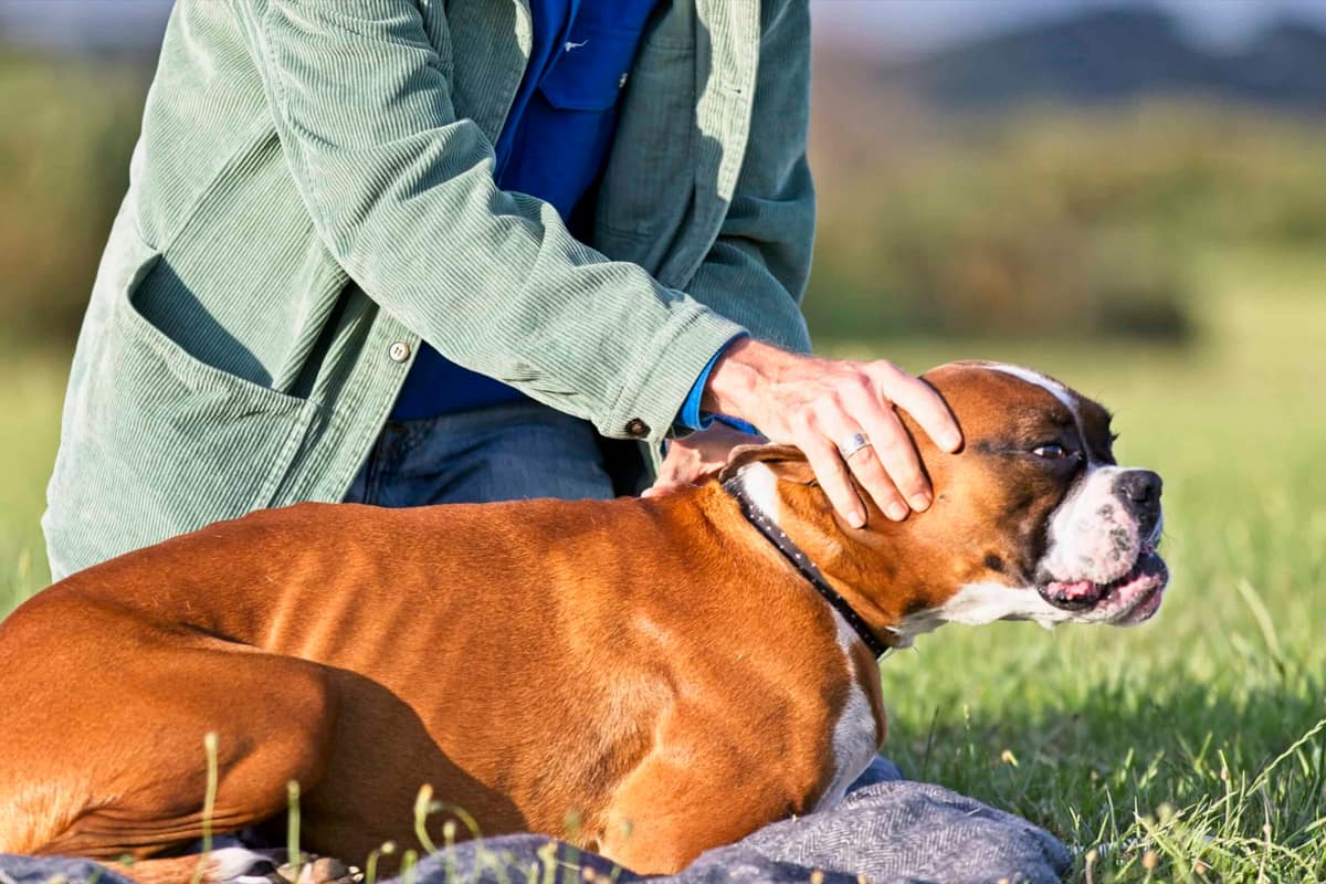 Healing Trauma and Anxiety in Pets With Loving Touch