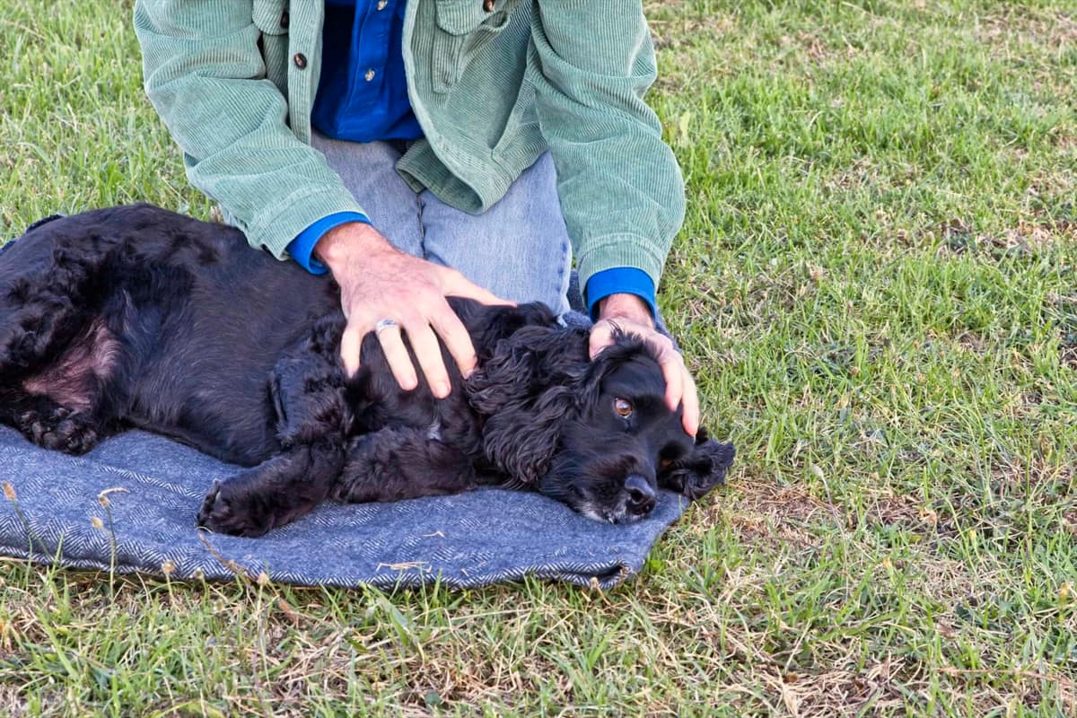 How to Help Reactive Dogs With Intentional Touch