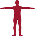 Body icon